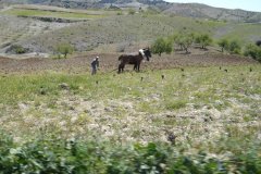YES, they really do use mules to plough!