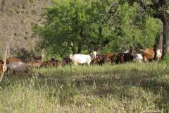 The local goat herd