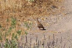 Partridge visitor