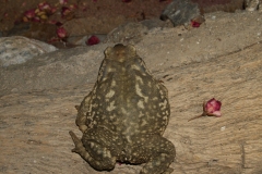 A friendly visiting toad